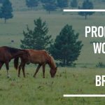 How Much Do Horse Breeders Make