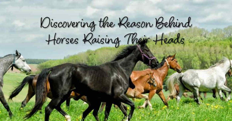 Why Do Horses Raise Their Heads
