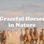Why Horses are the best Animal