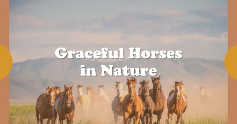 Why Horses are the best Animal