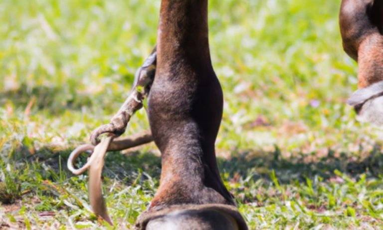 How Do Horses Trim Their Hooves in the Wild