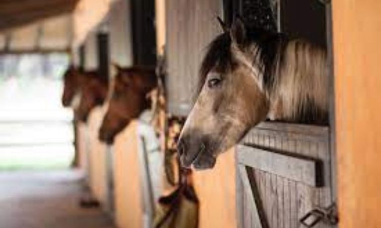 Where Does Horse Live