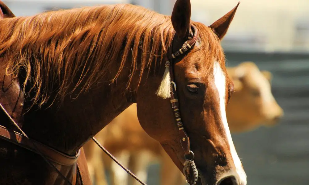 Why Do Horses Raise Their Heads HORSERAY