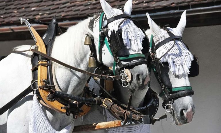 Why are Horses Blindfolded