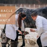 How Long Horse Pregnant