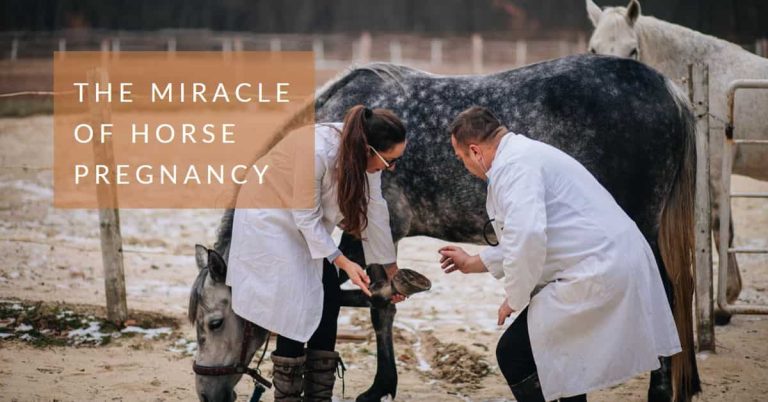How Long Horse Pregnant