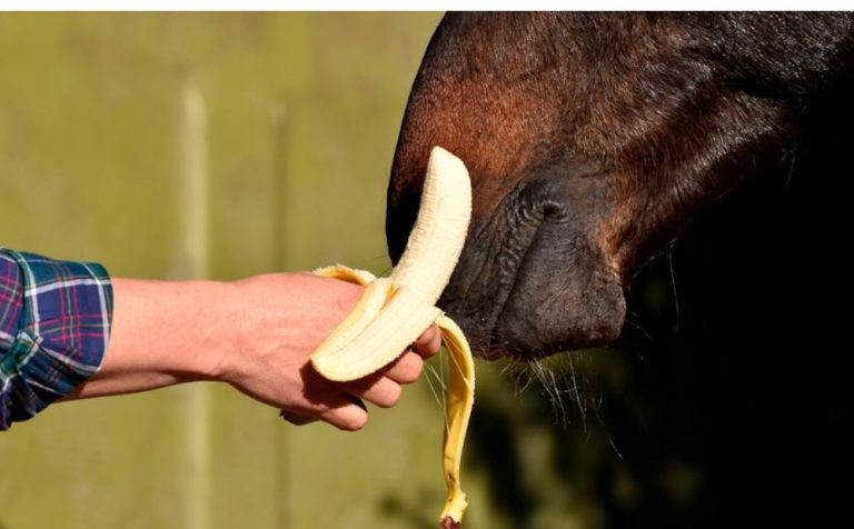 Are Bananas Good for Horses