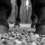 Can You Ride a Horse With a Cracked Hoof