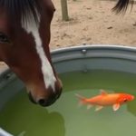 Do Goldfish Keep Horse Water Clean