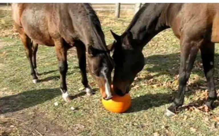 Do Horses Eat Pumpkins