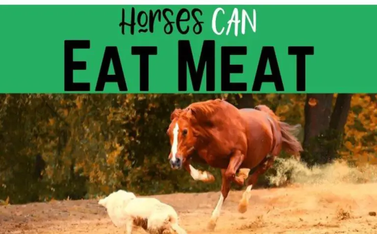 Will Horses Eat Meat