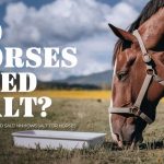 Do Horses Need Salt