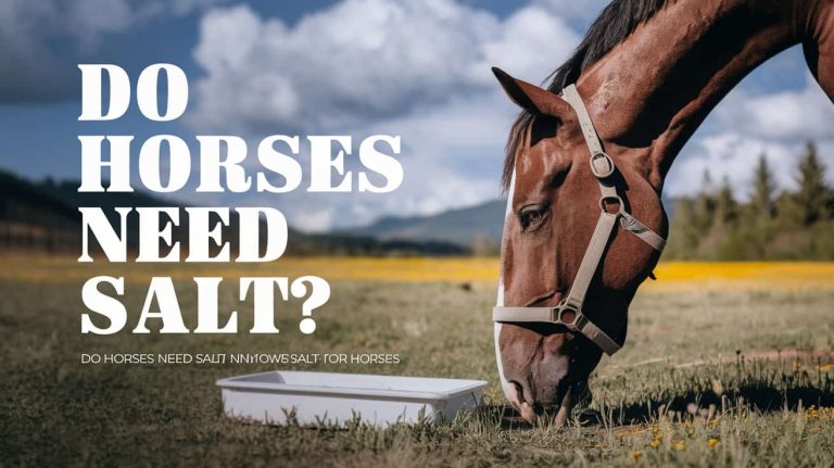 Do Horses Need Salt