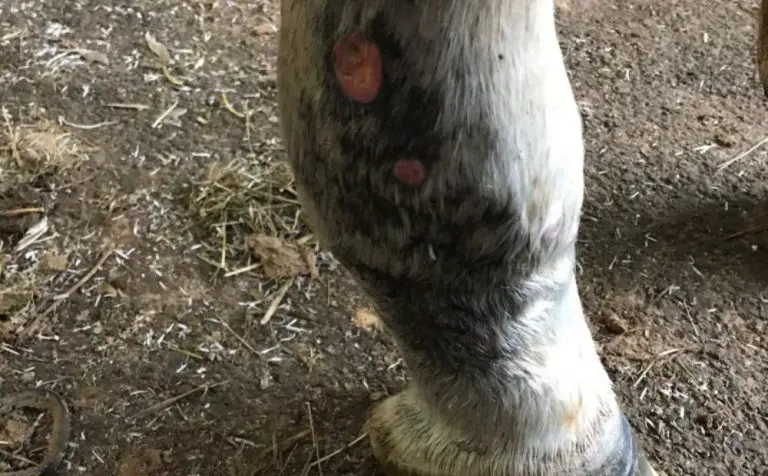 Can You Ride a Horse With Cellulitis