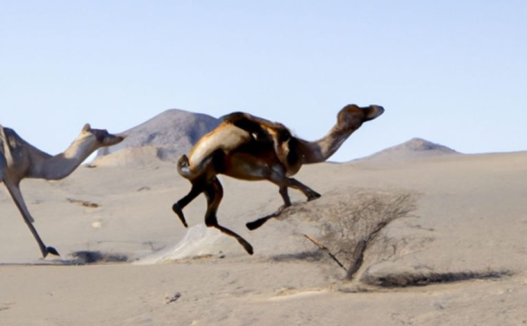Can a Camel Outrun a Horse