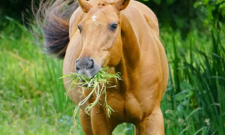 How Much Does Horse Feed Cost