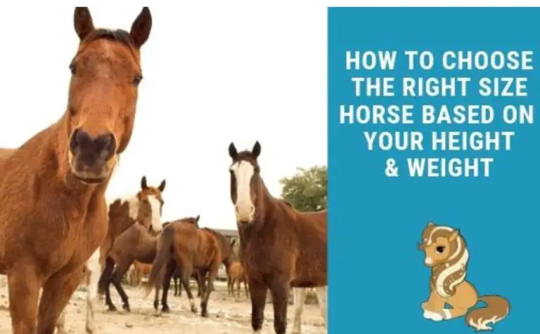Which Breeds & What Size Horse Should I Ride