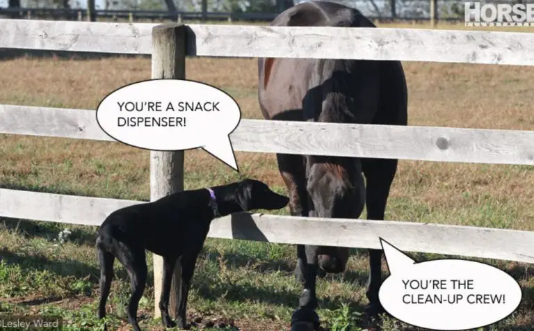 Why Do Dogs Eat Horse Poop