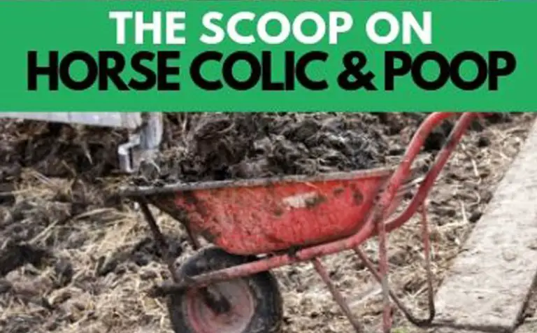 Will a Horse With Colic Poop