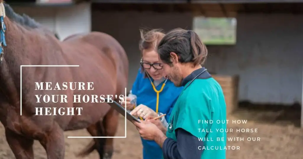 How Tall Will My Horse Be Calculator 