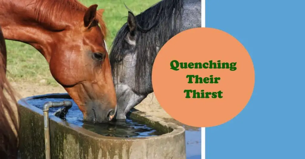 How Do Horses Get Their Water? 