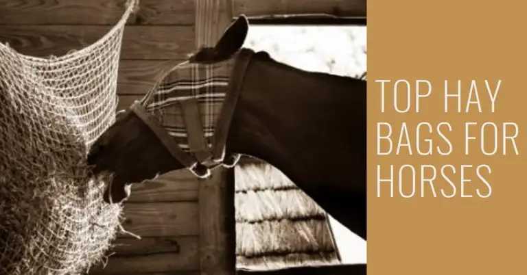 Best Hay Bags for Horses