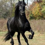 European Horse Breeds