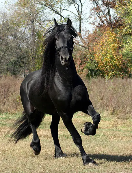 European Horse Breeds