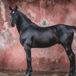 Italian Horse Breeds
