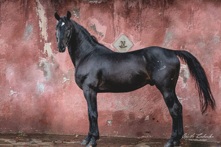 Italian Horse Breeds