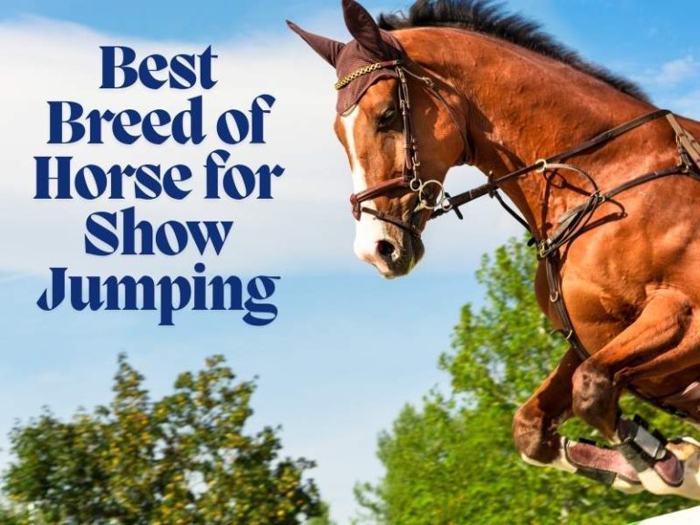 Best Breed of Horse for Show Jumping