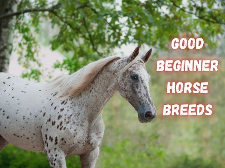 Good Beginner Horse Breeds