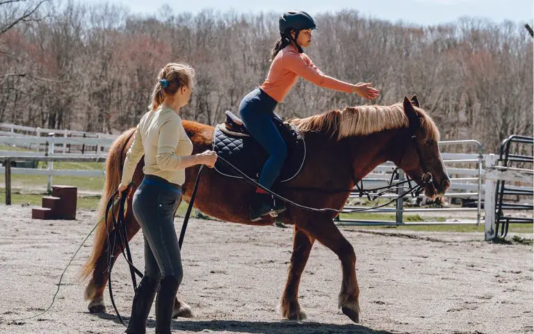 Best Horse Breeds for Female Riders