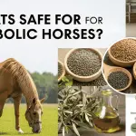 Are Fats Safe for Metabolic Horses?