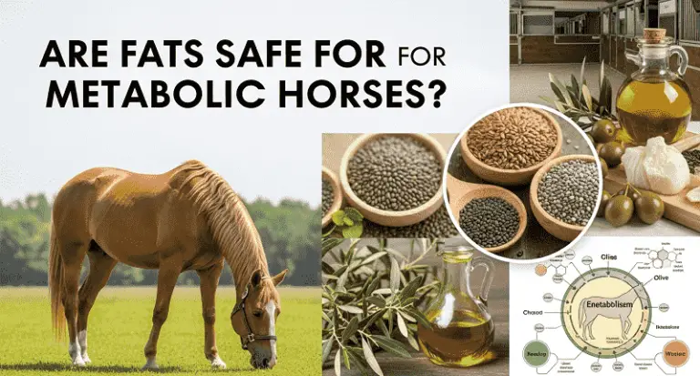 Are Fats Safe for Metabolic Horses?