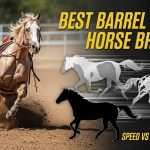Best Horse Breed for Barrel Racing