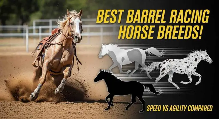 Best Horse Breed for Barrel Racing