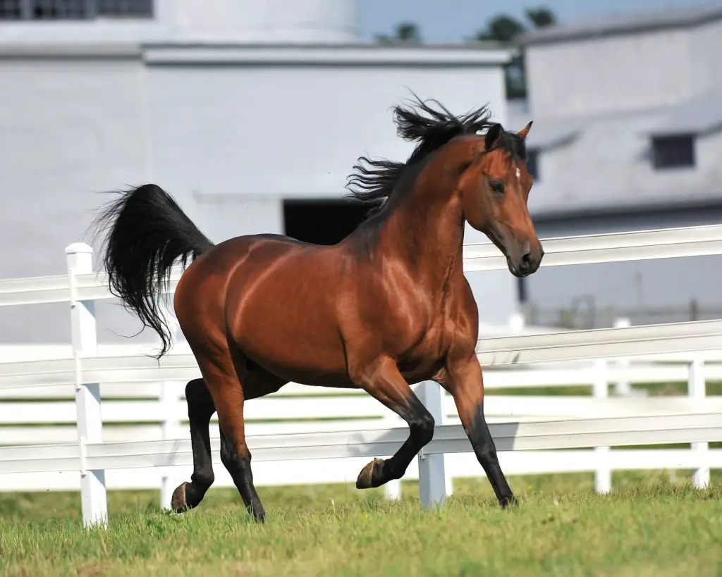 Best Horse Breeds for Riding