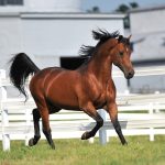 Best Horse Breeds for Riding