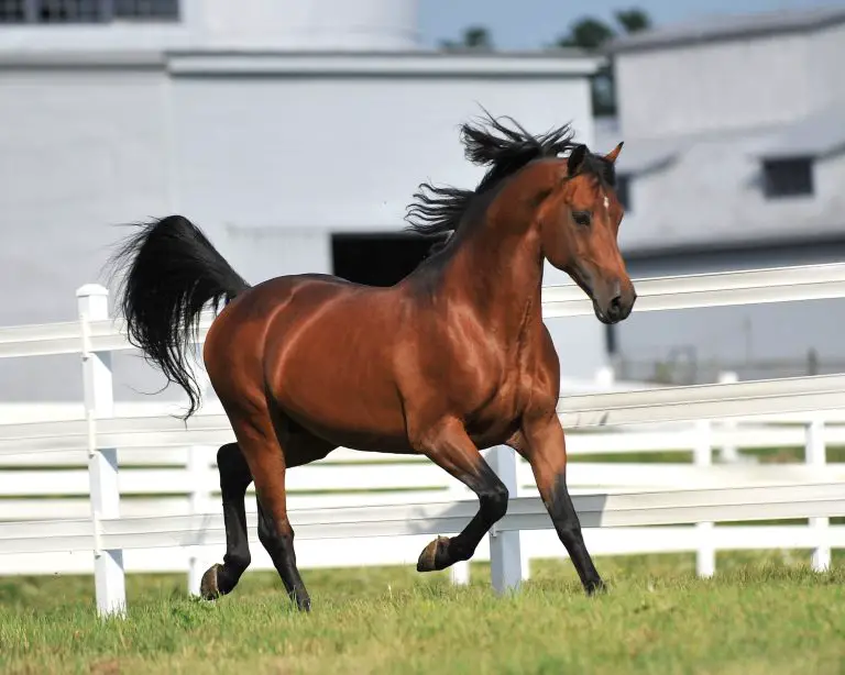 Best Horse Breeds for Riding