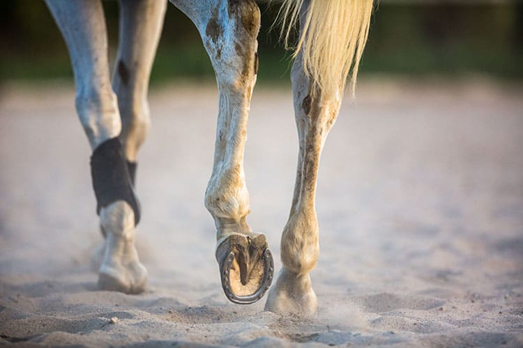 Can Shoeing Improve How Show Horses Move?