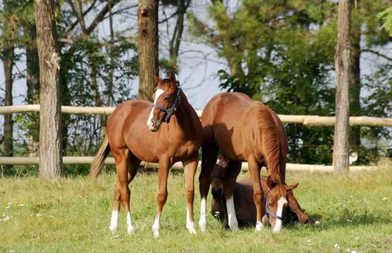 Effects of Bisphosphonates on Yearling Horse Joints