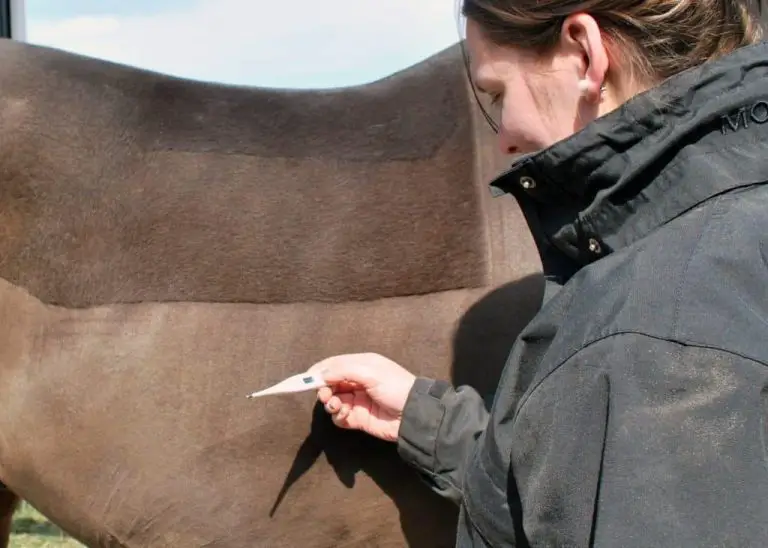 Everything You Need to Know About Fevers in Horses