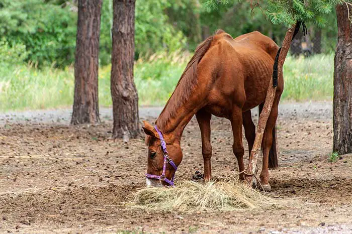 Understanding Hindgut Problems in Horses