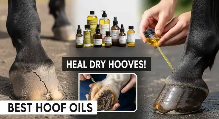 Best Horse Hoof Oil for Dry Hooves